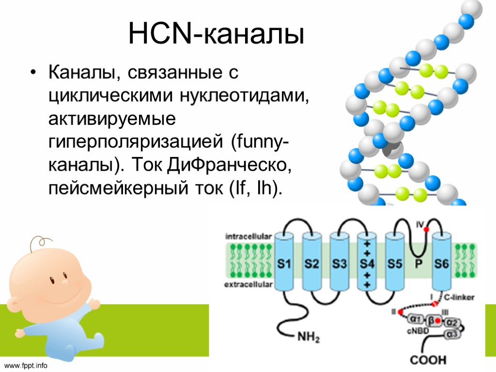 HCN-каналы Каналы, связанные с циклическими нуклеотидами, активируемые гиперполяризацией (funny-каналы). Ток ДиФранческо, пейсмейкерный ток (If,